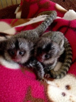 capunchin & marmosert pripravené – fotka 3