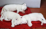  tiger Cubs, lví mláďatá na predaj Gepard mláďatá – fotka 2