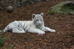  tiger Cubs, lví mláďatá na predaj Gepard mláďatá – fotka 3
