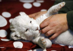  tiger Cubs, lví mláďatá na predaj Gepard mláďatá – fotka 4