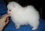 Pomeranian šteňa – fotka 2
