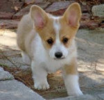 Pembroke welsh corgi šteniatka na prijatie. – fotka 2