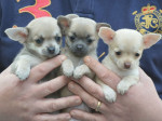 čivava šteniatko – fotka 2