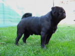 Mops-Francúzsky buldoček. – fotka 2