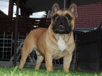 Mops-Francúzsky buldoček. – fotka 3