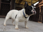 Mops-Francúzsky buldoček. – fotka 4
