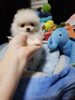 Pomeranian, trpaslici spic s pp – fotka 2