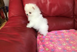 pomeranian boo  – fotka 2
