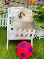Pomeranian špic - míní bílé – fotka 2