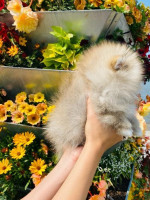 Pomeranian špic - míní bílé – fotka 3