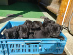 Cane Corso šteniatka – fotka 2