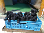 Cane Corso šteniatka – fotka 3