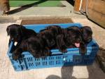 Cane Corso šteniatka – fotka 4