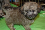 K dispozícii šteniatka maltipoo. – fotka 2