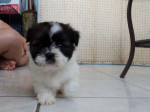 K dispozícii šteniatka maltipoo. – fotka 3