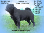 MOPS s PP: – fotka 3
