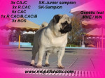 MOPS s PP: – fotka 4
