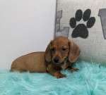 Jazvečík krátkosrstý - dachshund – fotka 2