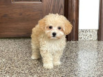 Maltipoo cream šteniatka. - – fotka 2