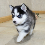 Šteniatka Pomsky pripravené do nového domova – fotka 2