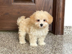 maltipoo. Šteniatko – fotka 2