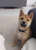Shiba inu – fotka 2