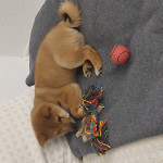 Shiba inu – fotka 3
