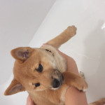Shiba inu – fotka 4