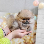 K dispozícii sú domáce mláďatá pomeranian – fotka 2