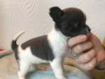 čivava mini – fotka 2
