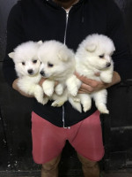 pomeranian mini – fotka 2
