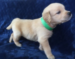 Zlatý retriever – fotka 2
