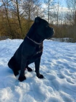 Cane corso  – fotka 2