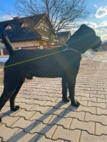 Cane corso  – fotka 3
