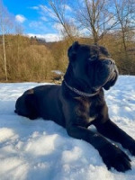 Cane corso  – fotka 4