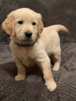 krásny zlatý retriever, – fotka 3