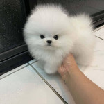 Biely Teacup Pomeranianske šteniatka. – fotka 2