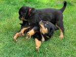 Top Quality Rottweiler Puppies – fotka 3