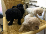 Úžasné šteniatka Labrador – fotka 2
