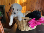 Úžasné šteniatka Labrador – fotka 3