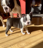 Krásne Boston Terrier šteniatka, – fotka 3