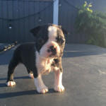 Krásne Boston Terrier šteniatka, – fotka 4
