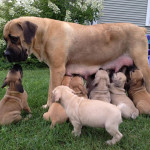 Krásne šteniatka Boerboel, – fotka 2