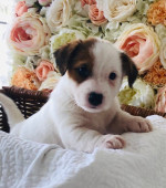 Beautifu šteniatka Jack Russell, – fotka 2