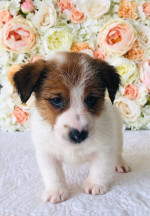 Beautifu šteniatka Jack Russell, – fotka 3