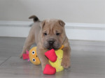 Vynikajúce šteniatka Shar Pei, – fotka 2