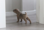 Vynikajúce šteniatka Shar Pei, – fotka 3