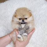 K dispozícii šálka Pomeranian – fotka 2