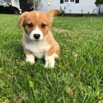 Šteniatka Corgi Welsh k dispozícii – fotka 2