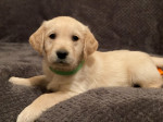 krásny zlatý retriever, – fotka 3